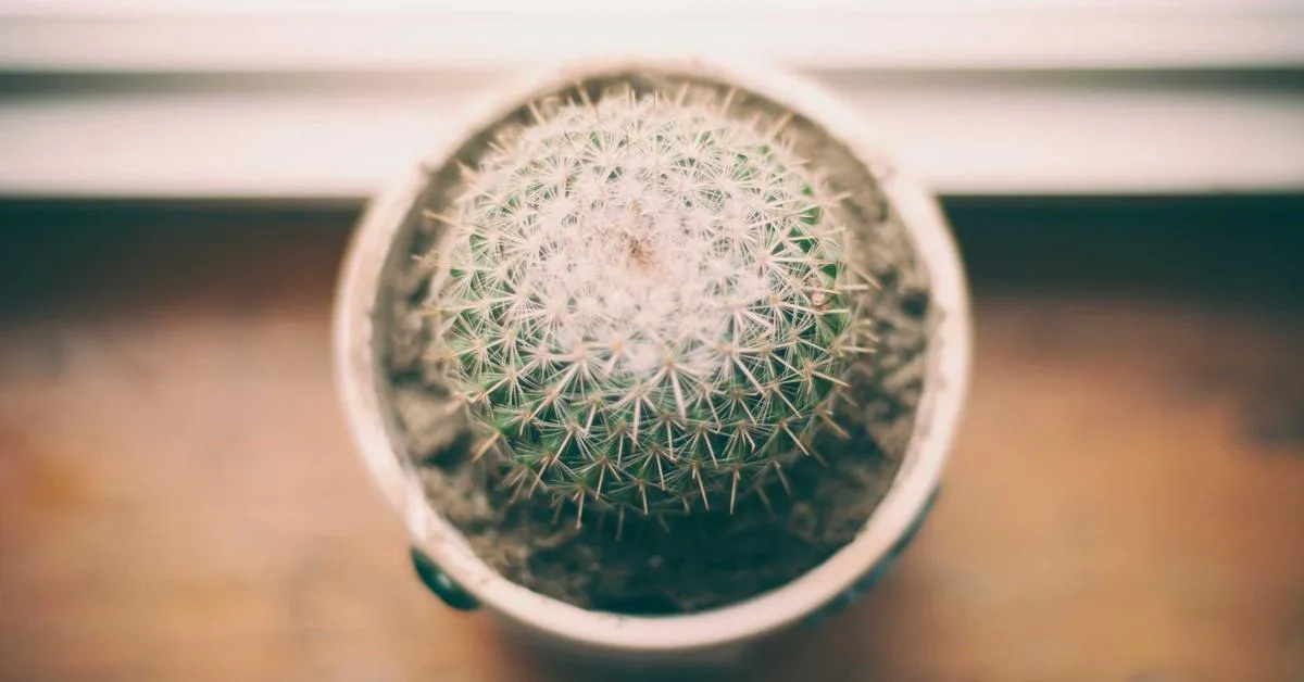 The Future of Software Development Technology in Indonesia